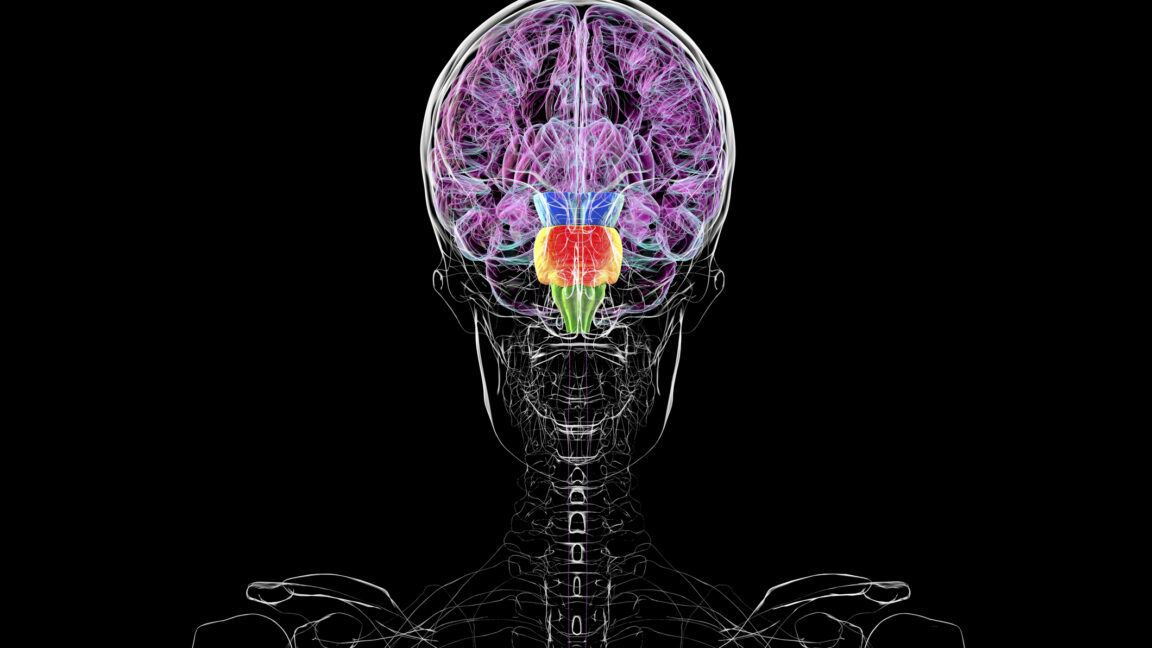 Contrary to some reports, you don’t have two brains