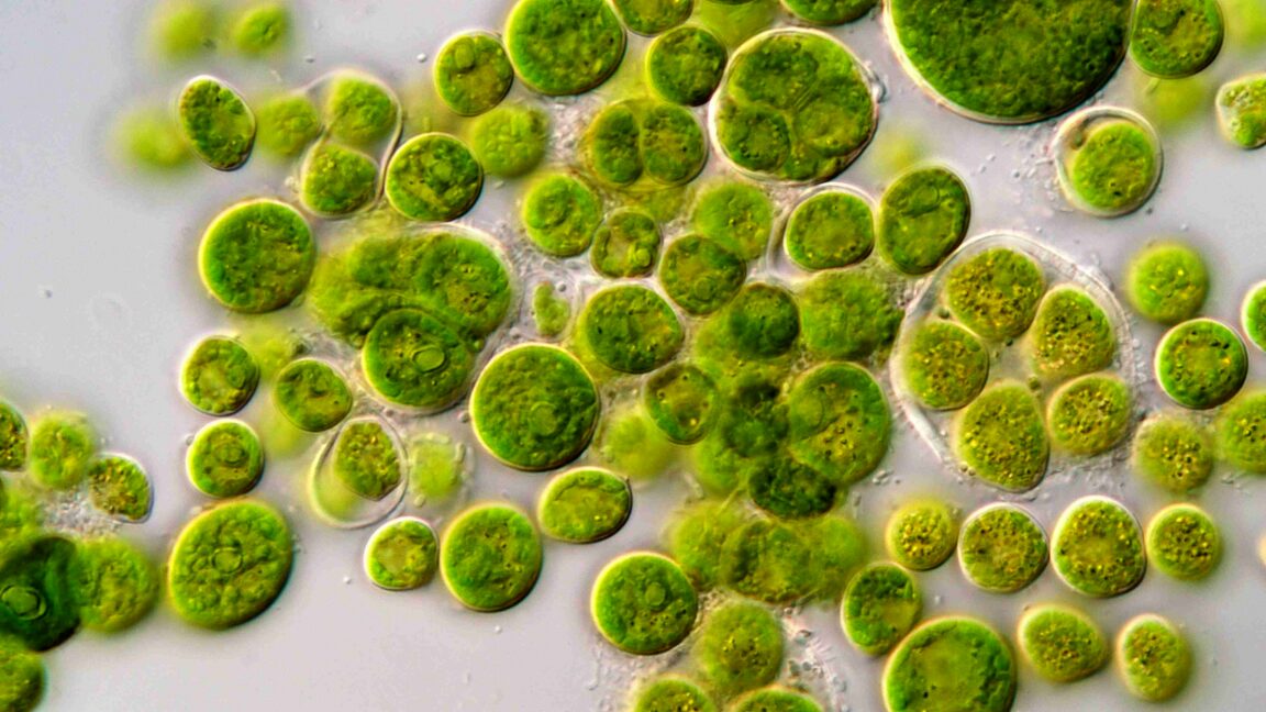 Controlling the brain with light earns a physiology Nobel